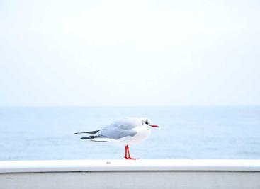 使用WebDAV来上传和下载文件