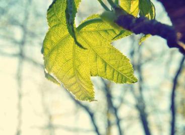 Firefox 147 正式发布，视频播放性能和画中画体验全面升级